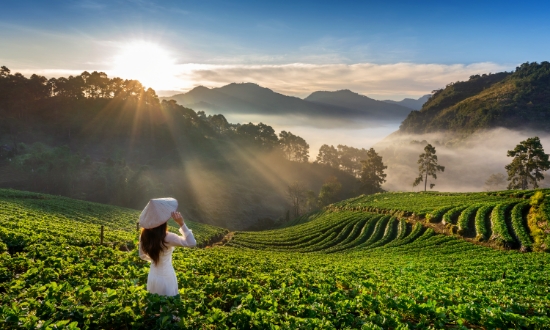 Tea Industry
